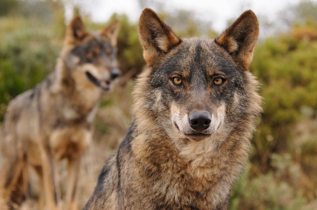 El Gobierno fija el fin de la caza deportiva del lobo antes del 25 de  septiembre | Líder en Información Social | Servimedia