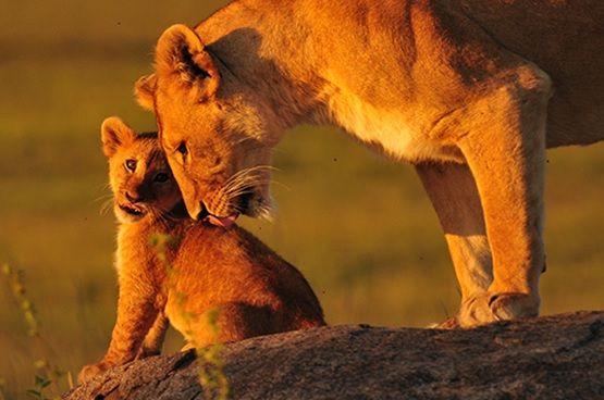 La población mundial de leones baja a la mitad en 25 años | Líder en  Información Social | Servimedia
