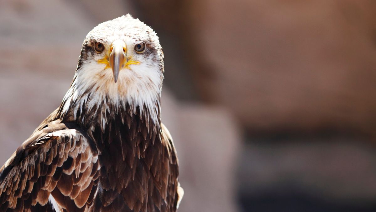 El águila imperial ibérica se recupera con 841 parejas reproductoras en  España y Portugal | Líder en Información Social | Servimedia
