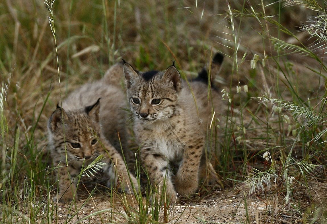 O lince percorreu “metade do caminho” para se salvar da extinção, segundo o WWF |  Líder em Informações Sociais